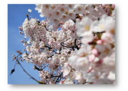 桜、満開。｜長岡三古老人福祉会