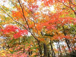 行楽の秋、外出レク国上山～ドライブの思い出アルバム～｜長岡三古老人福祉会