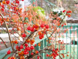 ご利用者と支所へ｜長岡三古老人福祉会