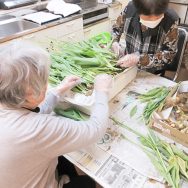 チューリップの芽が出ました🌱｜長岡三古老人福祉会