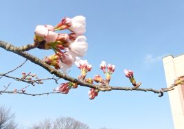 開花宣言！｜長岡三古老人福祉会