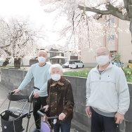 🌸桜満開🌸｜長岡三古老人福祉会