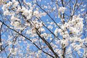 大河津分水さくら公園へ🌸｜長岡三古老人福祉会