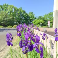 紫の花｜長岡三古老人福祉会