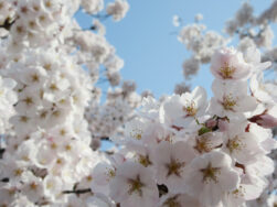 今日の桜、満開。｜長岡三古老人福祉会