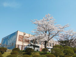桜満開！！｜長岡三古老人福祉会