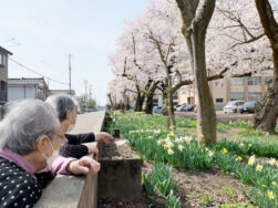 毎年恒例！桜散策🌸その２｜長岡三古老人福祉会