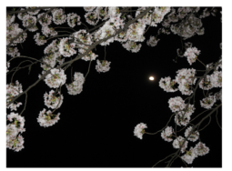 月と桜｜長岡三古老人福祉会