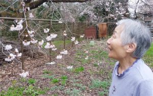 桜の季節｜長岡三古老人福祉会