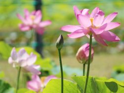 Loutus flower’s festival｜長岡三古老人福祉会