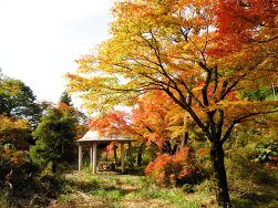 成願寺の紅葉｜長岡三古老人福祉会