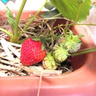 真っ赤🍓｜長岡三古老人福祉会