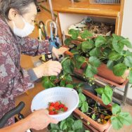 イチゴの収穫🍓｜長岡三古老人福祉会