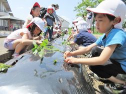さつまいもとマリーゴールド｜長岡三古老人福祉会
