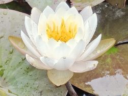 眠る蓮｜長岡三古老人福祉会