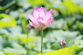 目覚める蓮｜長岡三古老人福祉会