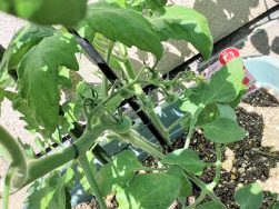 トマト成長日記🍅｜長岡三古老人福祉会