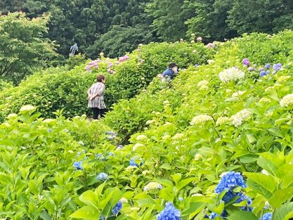 今週の一枚R07年07月14日｜長岡三古老人福祉会