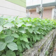 枝豆の様子は・・・｜長岡三古老人福祉会