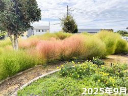 コキアの庭｜長岡三古老人福祉会