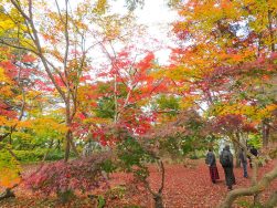 『越路の庭もみじ園』ドライブツアー🚙|長岡三古老人福祉会