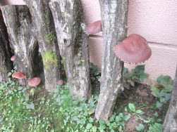 でっかいしいたけ収穫🍄｜長岡三古老人福祉会