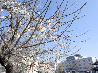 今週の一枚R08年03月23日｜長岡三古老人福祉会