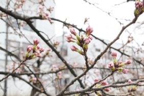 本日の福島江 -桜日記2026 part.1-｜長岡三古老人福祉会