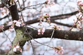 🌸 桜が少しずつ咲き始めました -桜日記 part.2-｜長岡三古老人福祉会