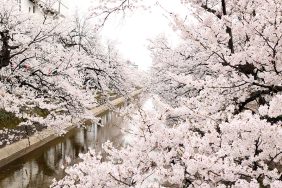 🌸 桜が満開に -桜日記 part.3-｜長岡三古老人福祉会