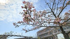 桜満開まであと少し・・・｜長岡三古老人福祉会