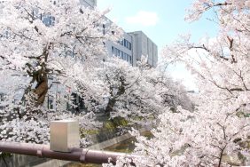 快晴の福島江🌸 -桜日記2026 part.4-｜長岡三古老人福祉会