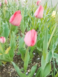 今週の一枚R08年04月20日｜長岡三古老人福祉会