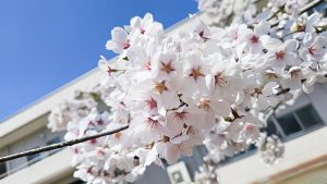 春爛漫🌸｜長岡三古老人福祉会