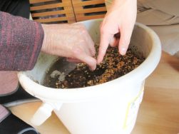 バケツ稲が始まりました🌾｜長岡三古老人福祉会