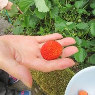 今が旬🍓｜長岡三古老人福祉会