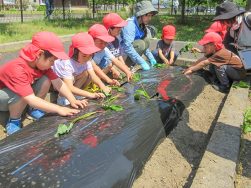 さつまいもの苗植え｜長岡三古老人福祉会