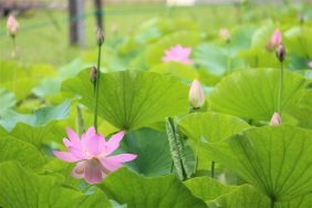 二千年蓮（オオガハス）が開花｜長岡三古老人福祉会