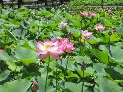 蓮の花見学｜長岡三古老人福祉会