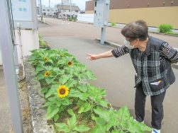花壇の様子｜長岡三古老人福祉会