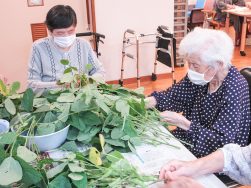 枝豆の収穫｜長岡三古老人福祉会