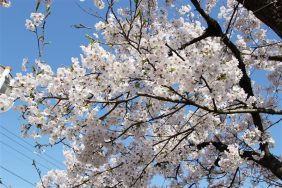 福島江の桜満開🌸｜長岡三古老人福祉会