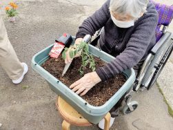 トマト成長日記🍅｜長岡三古老人福祉会